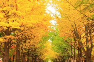 Hokkaido autumn sightseeing day tour
