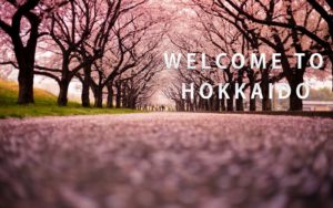 Hokkaido sakura Cherry Blossom sightseeing tour