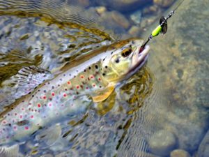 Japan trout in Hokkaido