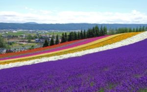 Furano lavender field private sightseeing day tour